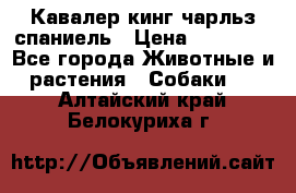 Кавалер кинг чарльз спаниель › Цена ­ 50 000 - Все города Животные и растения » Собаки   . Алтайский край,Белокуриха г.